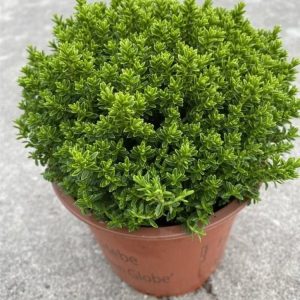 Hebe 'Emerald Gem' displays dense, small, glossy emerald green leaves, forming a neat, compact mound. Delicate white flower spikes emerge above the vibrant foliage in summer.