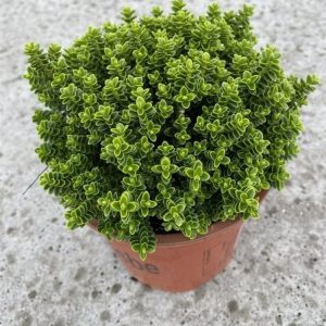 A vibrant Hebe odora 'Nana' displays its dense, glossy green foliage and clusters of small, delicate white flower spikes, perfect for garden texture.