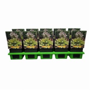 Hosta 'Colored Hulk' displays large, deeply corrugated heart-shaped leaves with vibrant green centres and striking creamy yellow margins.