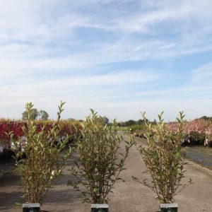 Hoheria sexstylosa 'Stardust', an evergreen tree with dense, glossy dark green foliage and prolific clusters of pure white, star-shaped flowers.