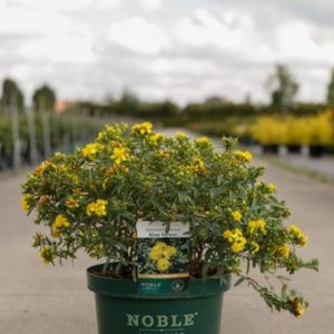 Hypericum kalmianum 'Blue Velvet' showing its distinctive blue-green leaves and bright yellow, cup-shaped flowers with prominent golden stamens.