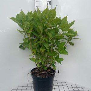 Vibrant blue mophead flowers of Hydrangea macrophylla 'Nikko Blue' bloom profusely, nestled among lush, dark green, ovate leaves.