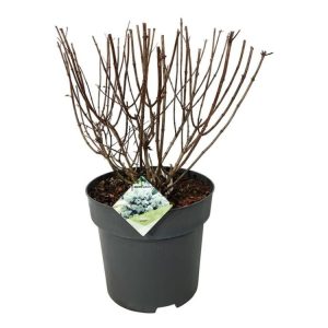 Compact Hydrangea paniculata Bobo plant displaying numerous conical flower clusters, transitioning from creamy white to soft pink, against a backdrop of vibrant green foliage.