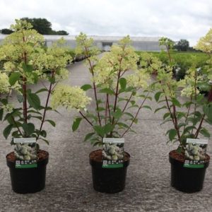 Hydrangea paniculata Diamantino showcases large, conical flower heads with dense white florets, gradually transitioning to vibrant pink as the season progresses.