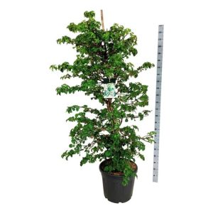 A beautiful Hydrangea petiolaris, the climbing hydrangea, displaying its large, flat clusters of delicate white lacecap flowers against lush green heart-shaped leaves.