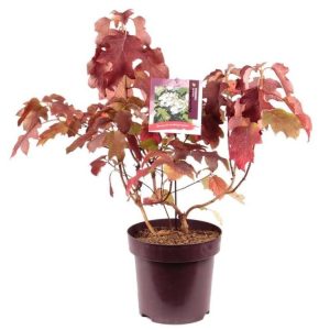 Hydrangea quercifolia 'Harmony' displaying large, conical white double flowers against deeply lobed green oak-like leaves, some showing early autumn bronze tones.