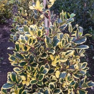 Ilex altaclerensis 'Golden King' displays lush, dark green evergreen leaves with distinctive creamy-yellow margins. A mature, upright specimen, showcasing its vibrant foliage.