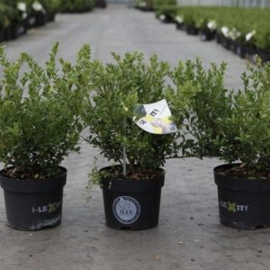 A dense, evergreen shrub of Ilex crenata Dark Green, featuring small, glossy, dark green leaves and a compact, upright habit.