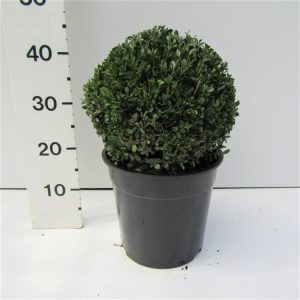 A compact, evergreen Ilex crenata 'Stokes' with small, glossy dark green leaves, forming a dense, neat shrub ideal for formal garden designs.