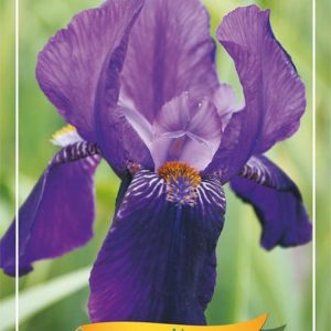Close-up of Iris (G) 'Joanna' flowers showing elegant creamy yellow standards and falls, with delicate orange beards. Its sword-like foliage is visible below, creating a graceful, upright display.