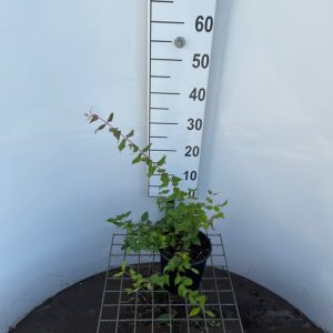 A magnificent Kolkwitzia amabilis shrub showcasing its graceful arching branches laden with a profusion of delicate pale pink, bell-shaped flowers.