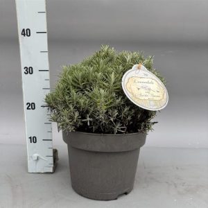 A beautiful, compact mound of Lavandula angustifolia 'Arctic Snow' showing its pure white, fragrant flower spikes standing above silver-green evergreen foliage.