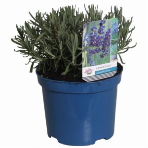 A vibrant, compact mound of Lavandula angustifolia 'Hidcote' in full bloom, featuring abundant deep purple flower spikes above aromatic silvery-green foliage.