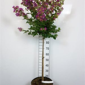 Lagerstroemia i. Purple Star shrub with abundant clusters of vibrant, crinkled deep purple flowers against green foliage and attractive peeling bark.