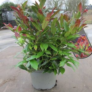Leucothoe Scarletta with glossy, spear-shaped leaves. Many leaves display striking scarlet and fiery red hues, while others are deep green, showcasing its vibrant year-round colour.