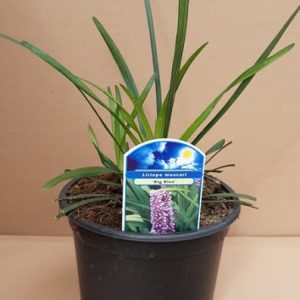 Liriope muscari 'Big Blue' showcasing its rich, deep green, strap-like evergreen leaves with tall spikes of vibrant violet-blue flowers.