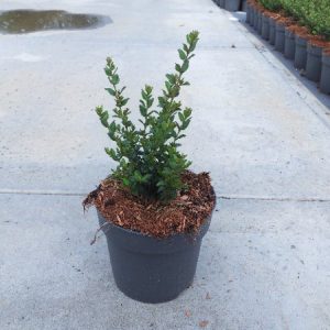 Lonicera nitida 'Hohenheimer Findling' showcasing its dense, small, oval-shaped green leaves on slender, arching stems, forming a compact, evergreen shrub.