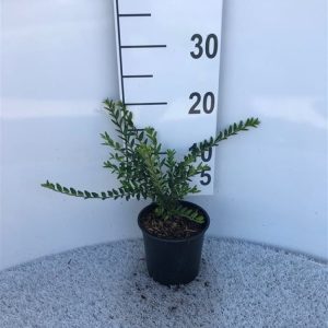 A close-up view of Lonicera pileata 'Moss Green' showing its dense, glossy, small dark green leaves and spreading, compact habit, ready for planting.