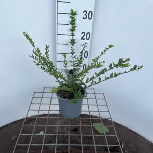 Lonicera pileata 'Purple Pearl' with dense, small, glossy dark green leaves, some showing a purple tint. Distinctive, translucent purple berries are visible.