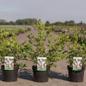 Lonicera purpusii 'Winter Beauty' showcases delicate, creamy-white tubular flowers with a sweet fragrance, blooming profusely on bare, arching stems.
