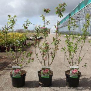 A vibrant Lonicera tatarica 'Hack's Red' shrub with abundant clusters of rich, dark red, trumpet-shaped flowers amidst lush green foliage.