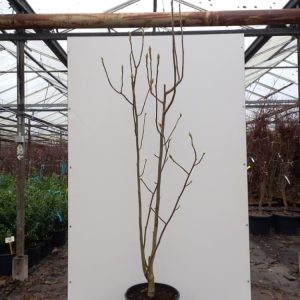 Magnolia Black Tulip displaying deep maroon-purple, goblet-shaped flowers against emerging green foliage in early spring, showcasing its unique dark bloom.