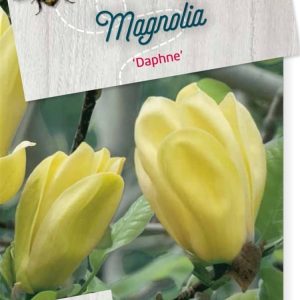 Magnolia 'Daphne' displaying large, upright, goblet-shaped, butter-yellow flowers with hints of lime green on bare branches in early spring.