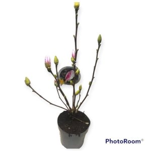 Magnolia denudata Fragrant Cloud displaying large, pure white, goblet-shaped flowers against bare branches in early spring.