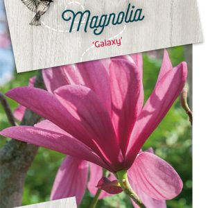 Magnolia 'Galaxy' showcases stunning, large reddish-purple, goblet-shaped flowers with paler interiors, borne on bare branches in early spring, an elegant deciduous tree.