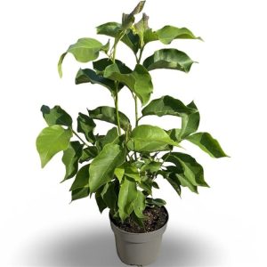 Magnolia 'Heaven Scent' displays abundant, fragrant, rosy-pink, goblet-shaped flowers with pale interiors, emerging on bare branches in spring, creating a magnificent display.