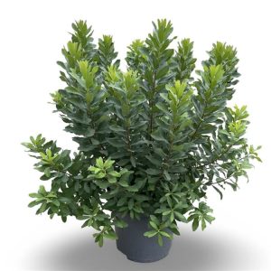 Myrica gale, also known as Bog Myrtle, displaying its aromatic, lance-shaped green leaves and delicate, brown-yellow catkin flowers in early spring.