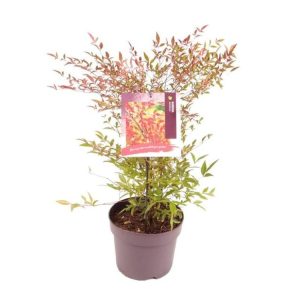 Vibrant Nandina domestica shrub showcasing its delicate white summer flowers, followed by clusters of bright red berries and colourful autumn foliage.