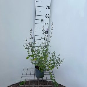 Close-up of Nepeta 'Grol' showcasing its vibrant lavender-blue flower spikes emerging from a mound of aromatic grey-green foliage.