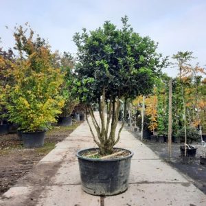 Osmanthus fortunei, a robust evergreen shrub displaying glossy, dark green, spiny leaves. Small, intensely fragrant white flowers bloom amongst the foliage.