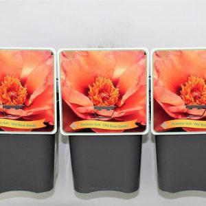 Paeonia (I) 'Old Rose Dandy' displays a vibrant, large, double rose-pink bloom with ruffled petals and a gentle, inviting fragrance.