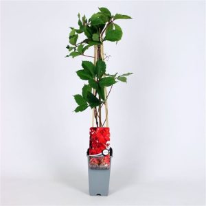 Vibrant Parthenocissus quinquefolia 'Troki' displays lush green palmate leaves in summer, transforming into fiery crimson and scarlet in autumn.