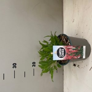 Persicaria affinis 'Kabouter' displaying its dense mat of green foliage, transitioning to bronze, topped with numerous vibrant rosy-pink flower spikes.