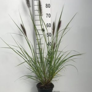 A vibrant Pennisetum alopecuroides 'Redhead' showcases its arching mid-green foliage topped with numerous feathery, reddish-purple bottlebrush plumes.