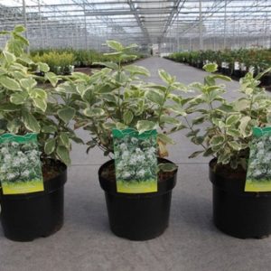 A vibrant Philadelphus coronarius 'Variegatus' shrub showcasing fragrant white flowers clustered against ovate green leaves with creamy-yellow margins.