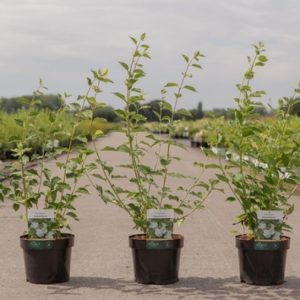 Philadelphus 'Innocence' showcasing its pure white, single flowers with golden centres. Abundant blossoms cluster against vibrant green foliage, evoking a sweet, summery fragrance.