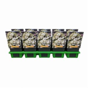 Close-up of Phlox (P) 'Jade' showing numerous delicate, near-white flowers with a subtle pale green tint, clustered together. The blooms feature five petals, some displaying a faint pinkish blush in their centres, creating a soft, elegant appearance amidst healthy green foliage.