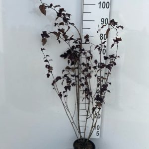 A vibrant Physocarpus opulifolius 'Red Baron' shrub, showing deep crimson, lobed leaves and delicate pinkish-white summer flowers. Its unique peeling bark adds texture.