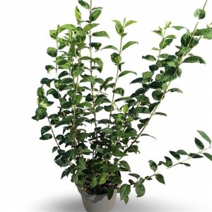 Philadelphus 'Snowbelle' displaying numerous clusters of intensely fragrant, pure white double flowers among lush green foliage on a dense, deciduous shrub.