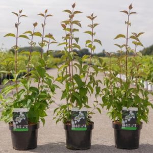 Close-up of Philadelphus 'Starbright' showcasing its pure white, star-shaped flowers with prominent yellow anthers and dark purple-tinted green foliage.