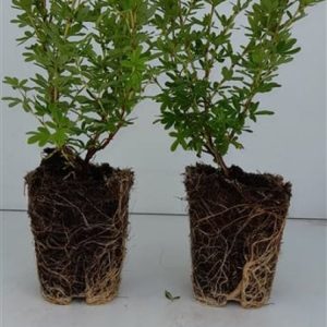 A close-up of Potentilla fruticosa Bella Apple, showcasing its cheerful apple-blossom pink flowers with bright yellow centres and delicate green foliage.