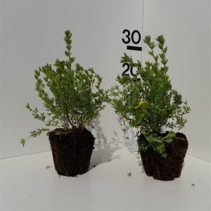 Potentilla fruticosa Bella Lindsey displaying abundant, small, cup-shaped pink flowers with yellow centres against a backdrop of fine, green, deciduous foliage.
