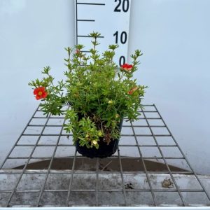 A compact Potentilla fruticosa Marian Red Robin shrub displaying abundant, vibrant fiery red-orange flowers and small, neat green pinnate leaves.