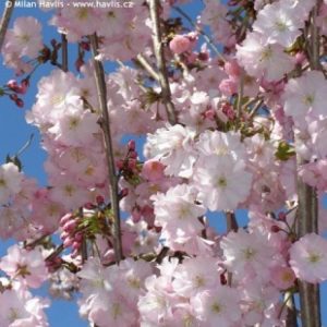 A beautiful Prunus 'Accolade' tree covered in abundant, delicate semi-double shell-pink blossoms on bare branches in early spring.