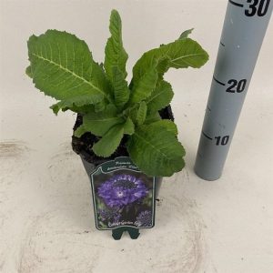 A cluster of vibrant lilac-purple, globe-shaped flowers of Primula denticulata 'Lilac' stand tall on sturdy green stems, surrounded by crinkled, mid-green leaves.