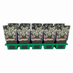 A close-up of Prunella grandiflora 'Alba' showcasing its delicate white, tubular flowers clustered on upright spikes above lush, dark green foliage.